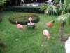 flamingos2_small.jpg
