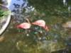 flamingos_small.jpg