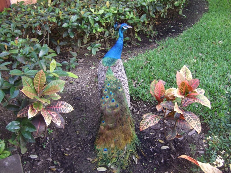 peacock10.jpg