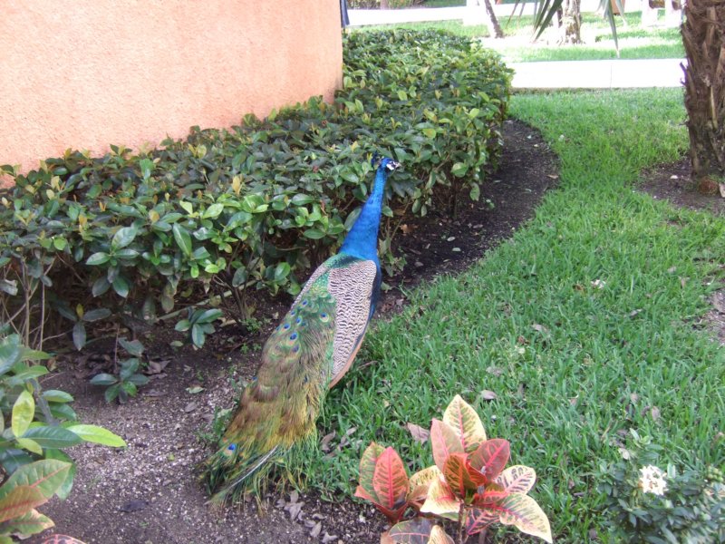 peacock11.jpg