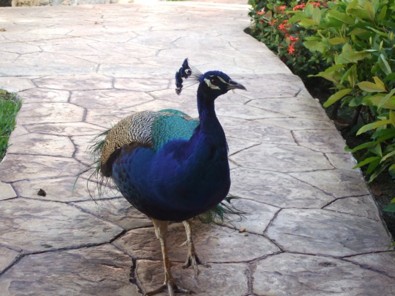 peacock2.jpg