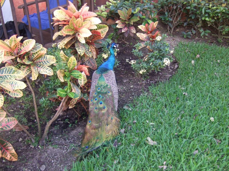 peacock7.jpg