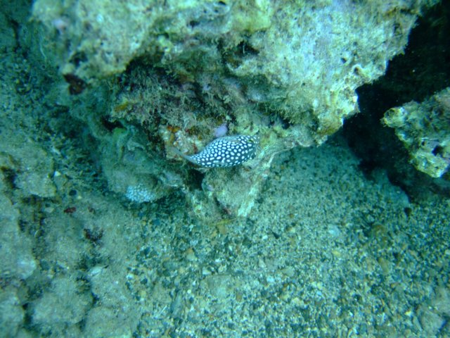dscf4484.jpg