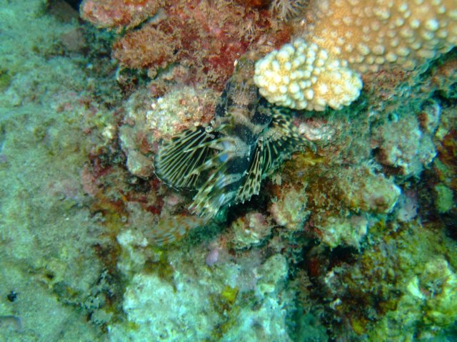 dscf4525.jpg