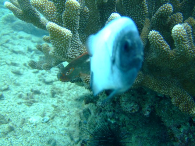 dscf4528.jpg