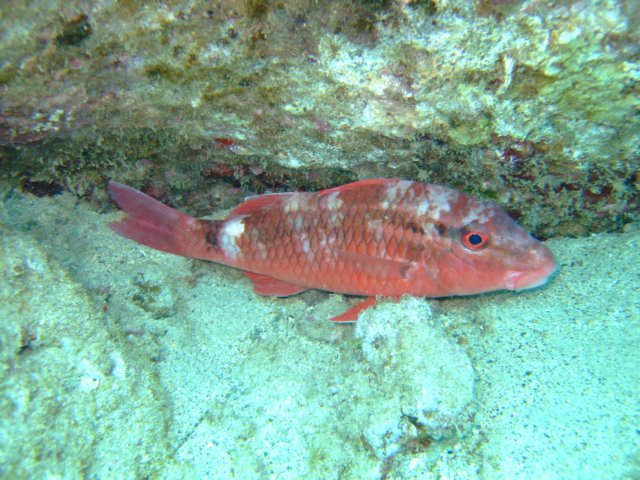 dscf4540.jpg