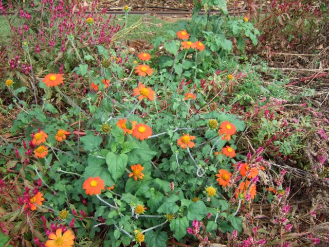 dscf4563.jpg