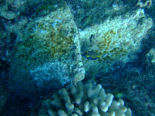 dscf4625.jpg