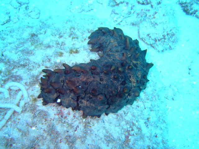 dscf4670.jpg