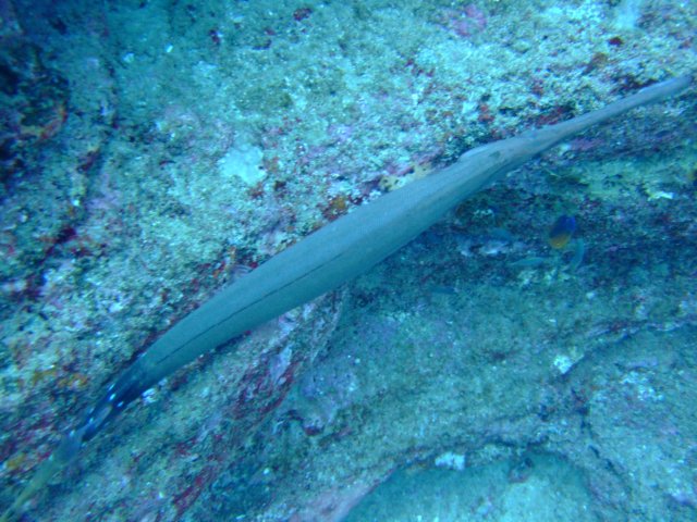dscf4836.jpg