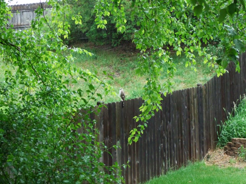 dscf6396.jpg