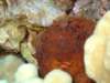 octopus2_small.jpg