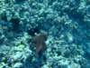 octopus3_small.jpg