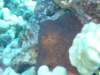 octopus_small.jpg