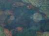dscf6278_small.jpg