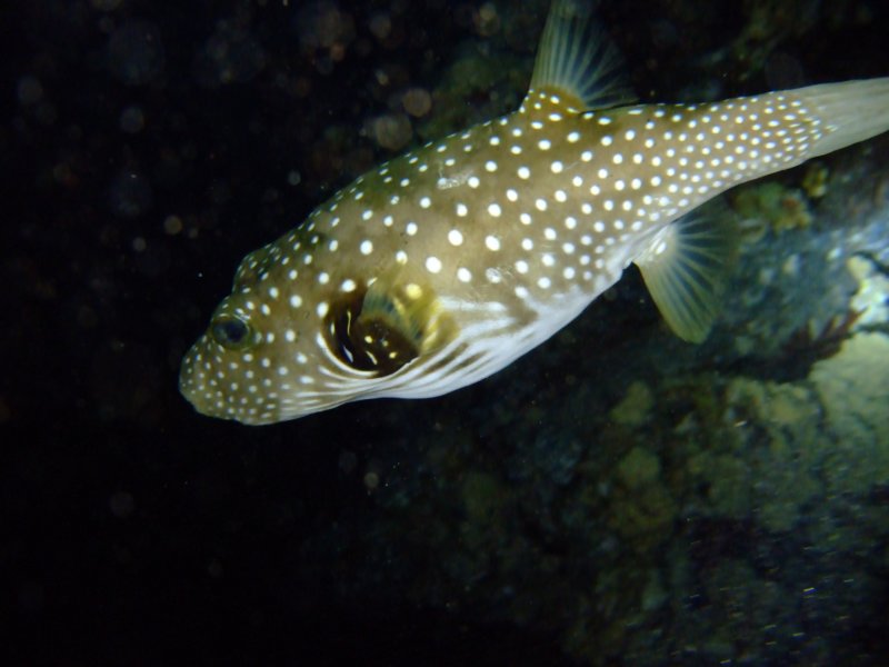 dscf6285.jpg