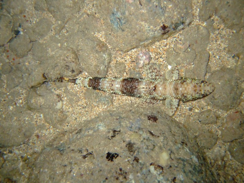 dscf6302.jpg