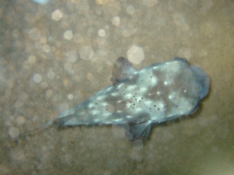 dscf6306.jpg