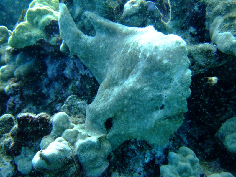 frogfish.jpg