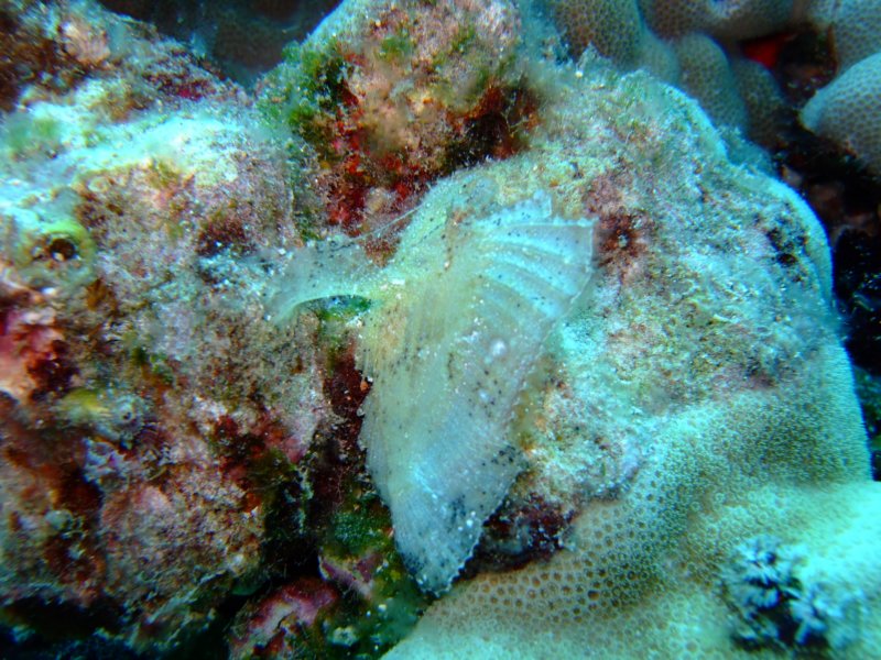 leafscorpionfish.jpg