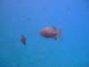 dscf5833_small.jpg