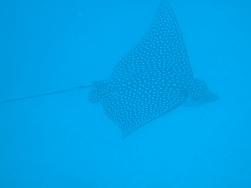 eagleray5.jpg