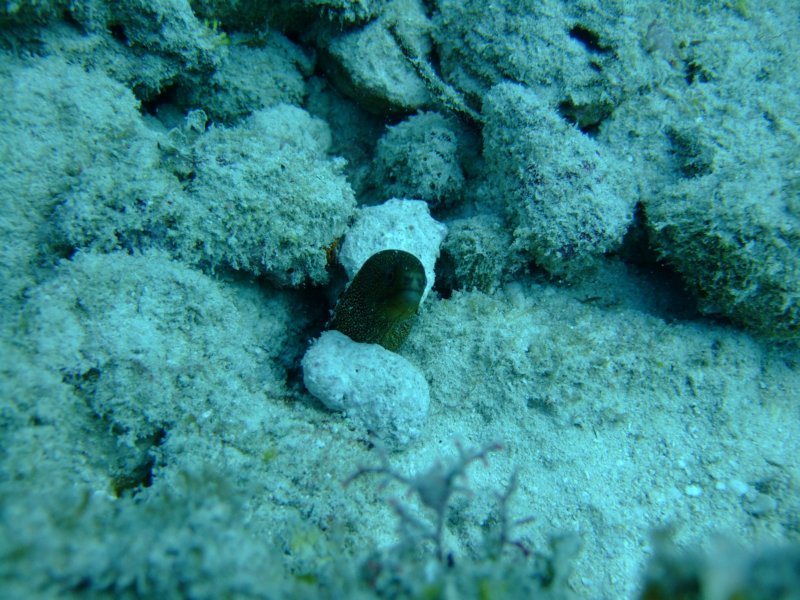 goldentailmoray.jpg