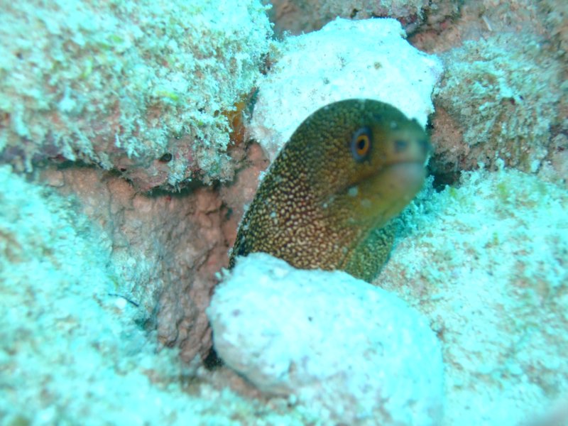 goldentailmoray2.jpg