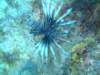 lionfish_small.jpg
