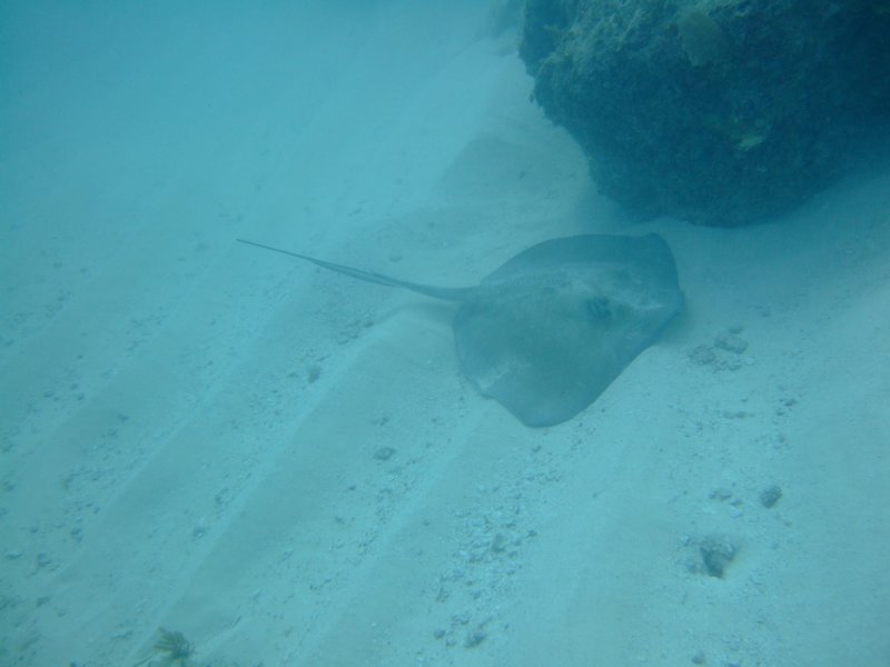 southernstingray2.jpg