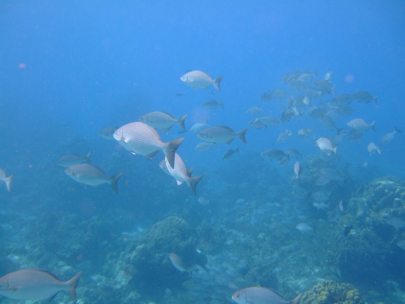 dscf7985.jpg