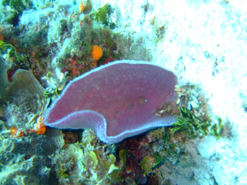 dscf8018.jpg