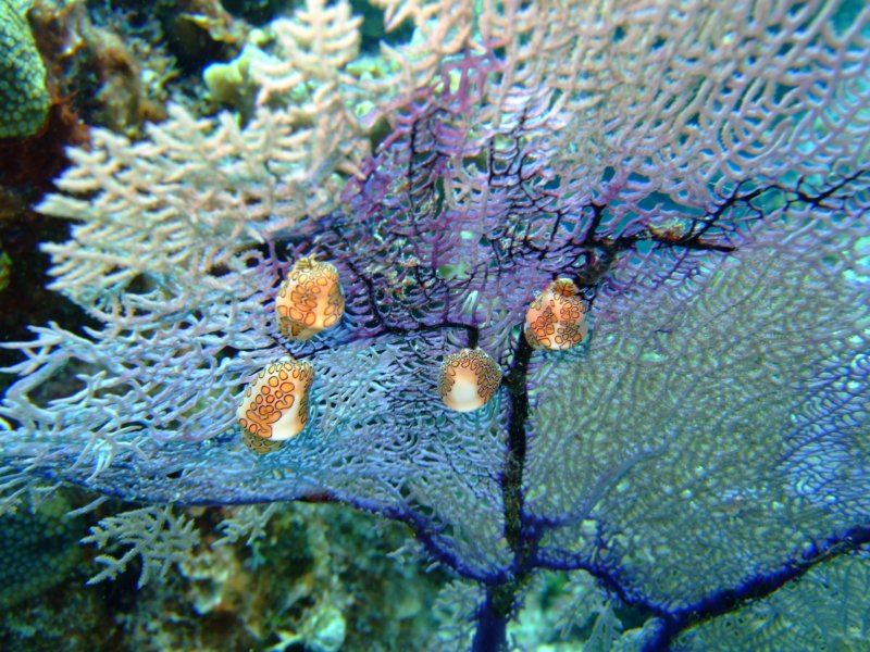 dscf8045.jpg