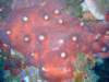 dscf7593_small.jpg