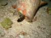 conch_small.jpg