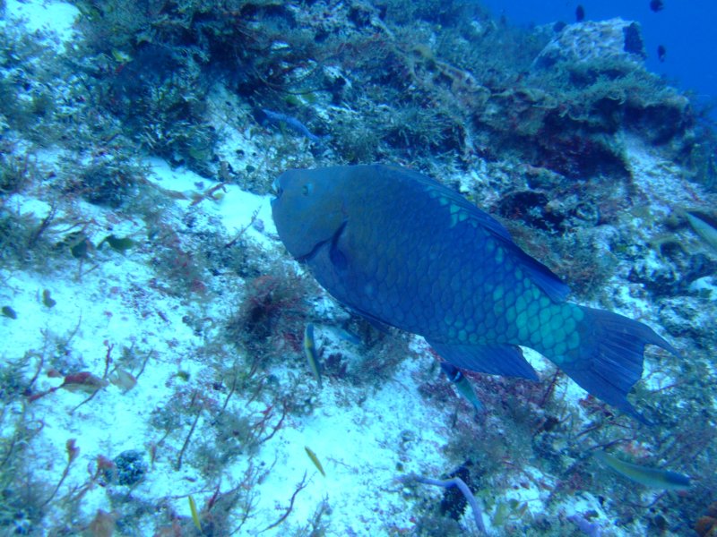 dscf7833.jpg