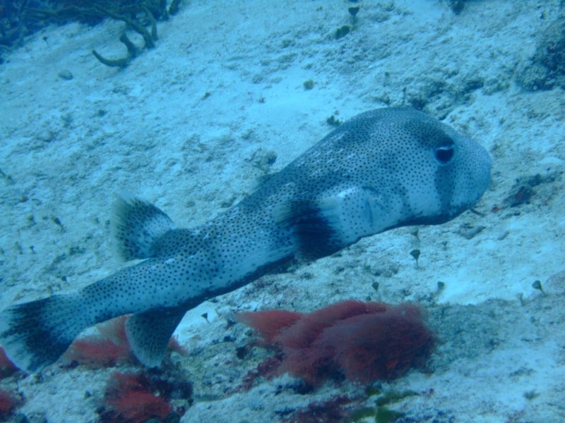 puffer.jpg