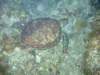 turtle4_small.jpg