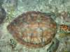 turtle5_small.jpg
