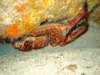 crab2_small.jpg