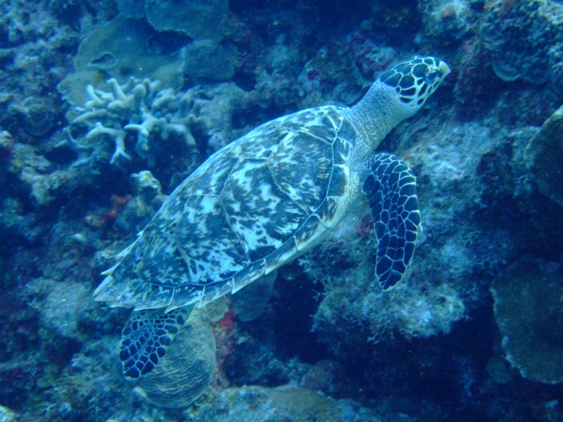 turtle2.jpg