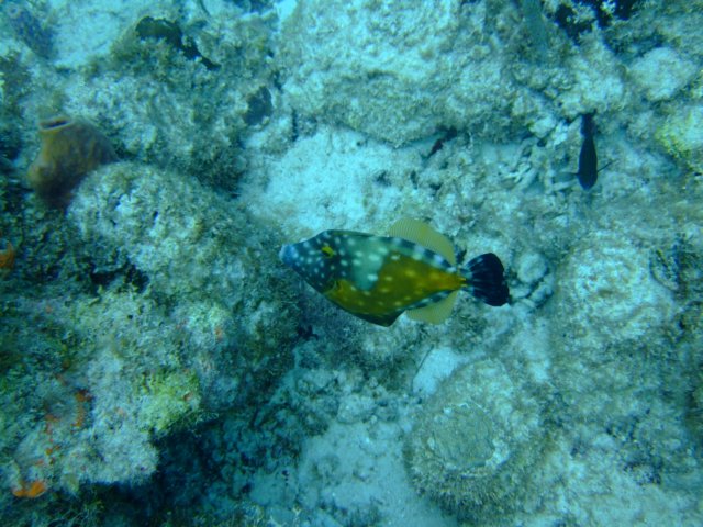 dscf5395.jpg