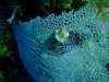 dscf5525_small.jpg