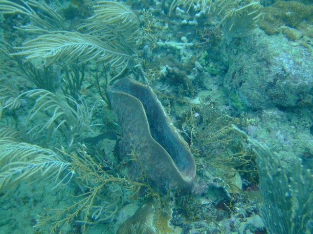 dscf2115.jpg