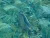 dscf2115_small.jpg
