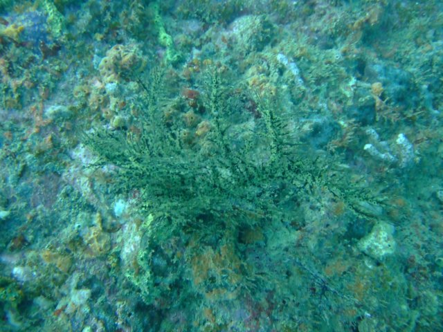 dscf2136.jpg