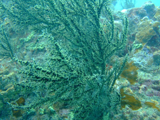 dscf2142.jpg