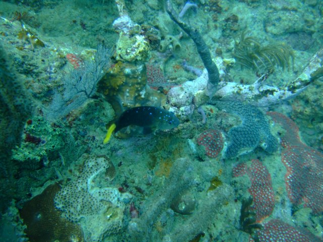 dscf2145.jpg