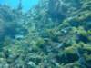 dscf2163_small.jpg