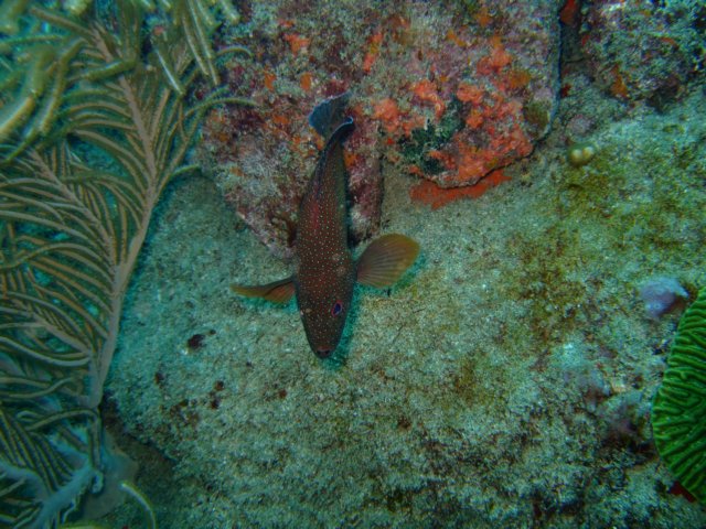 dscf2194.jpg